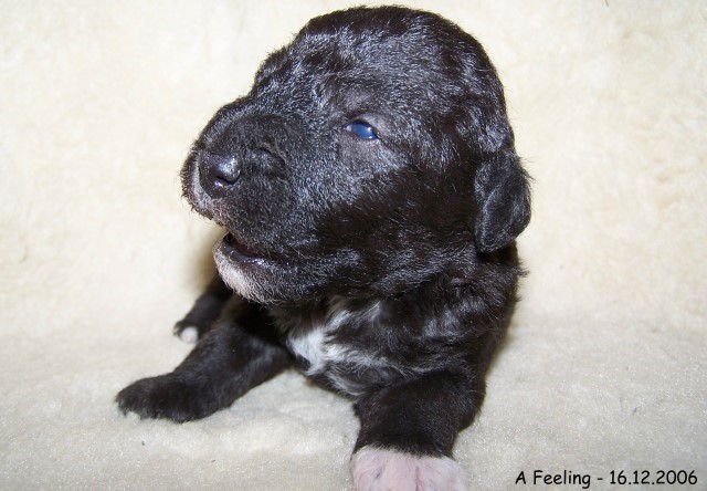 20-Ruede Male 2 - 16.12.2006-3.jpg